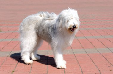 Güney Rus çoban köpeği parkta..