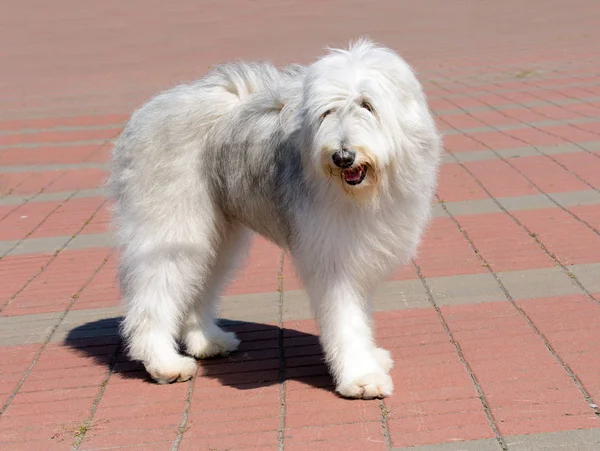 Sheepdog Sul Russo Está Parque — Fotografia de Stock