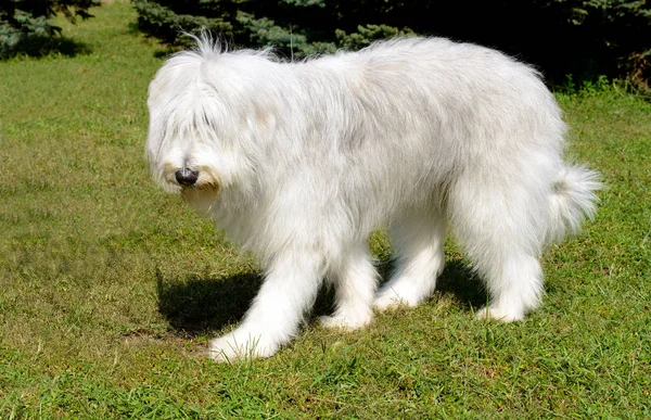 Sheepdog Sul Russo Está Parque — Fotografia de Stock