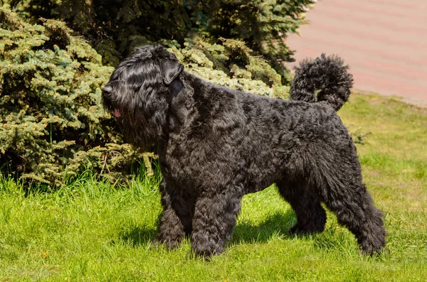 Bouvier des Flandres profil. Bouvier des Flandres yeşil çimenlerin üzerinde duruyor.
