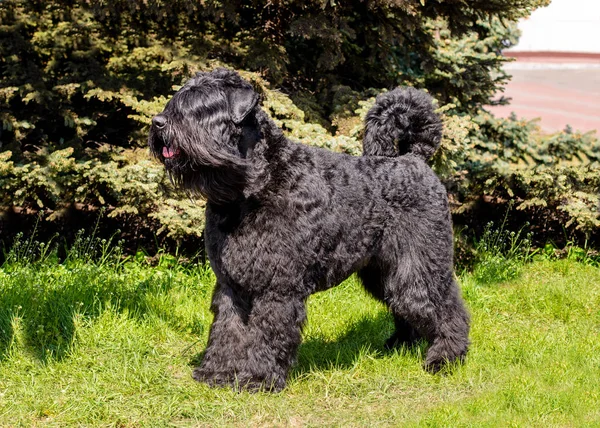 Bouvier des Flandres önde görünüyor. Bouvier des Flandres yeşil çimenlerin üzerinde duruyor.