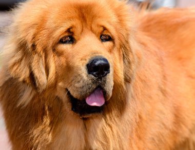 Tibetli Mastiff portre. Parkta yeşil çimenlerin üzerinde Tibet Mastiff olduğunu.