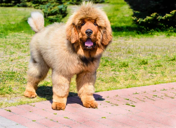 Filhote Cachorro Mastim Tibetano Está Mastim Tibetano Está Parque Grama — Fotografia de Stock