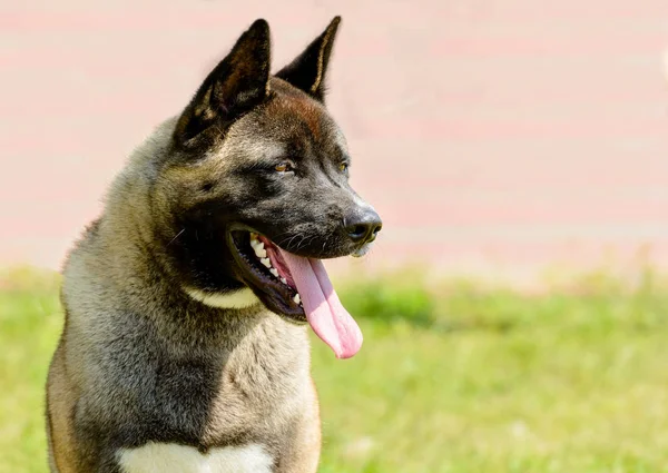 Portret American Akita Jest Odkryty — Zdjęcie stockowe