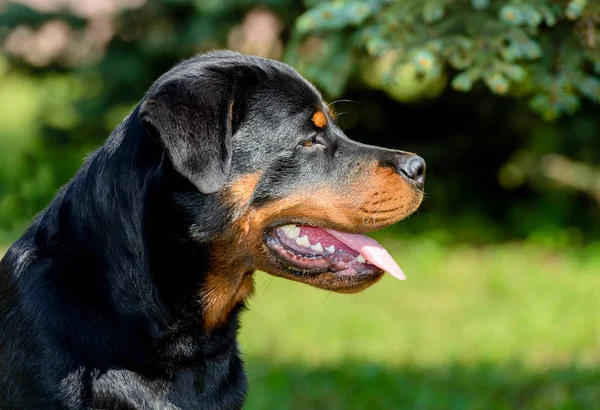 Rottweiler Young Portrait Young Rottweiler Portrait Outdoor — Stock Photo, Image