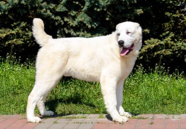Central Asian Ovcharka parkta duruyor.