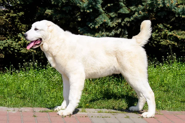 Central Asian Shepherd Dog Perfil Ovcharka Ásia Central Fica Parque — Fotografia de Stock