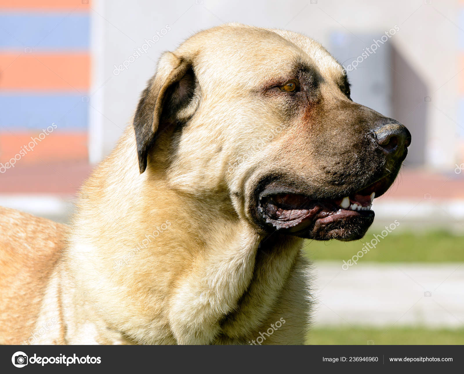 Brindle Kangal Dog Faithful Turkish Kangal Girl Is Waiting For A