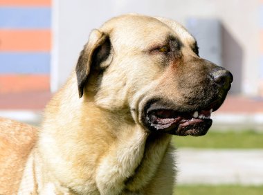 Kangal çoban köpeğinin portresi