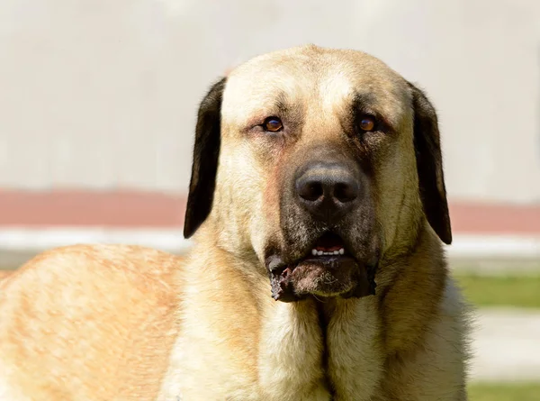 Kangal çoban köpeğinin portresi