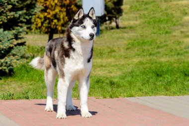 Yakutian Laika park vardır.