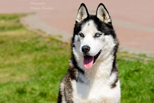 Yakutian Laika Het Park — Stockfoto