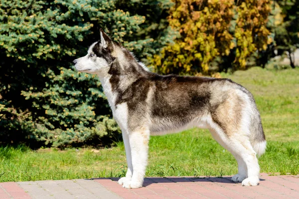 Yakutian Laika Está Parque Imagen De Stock