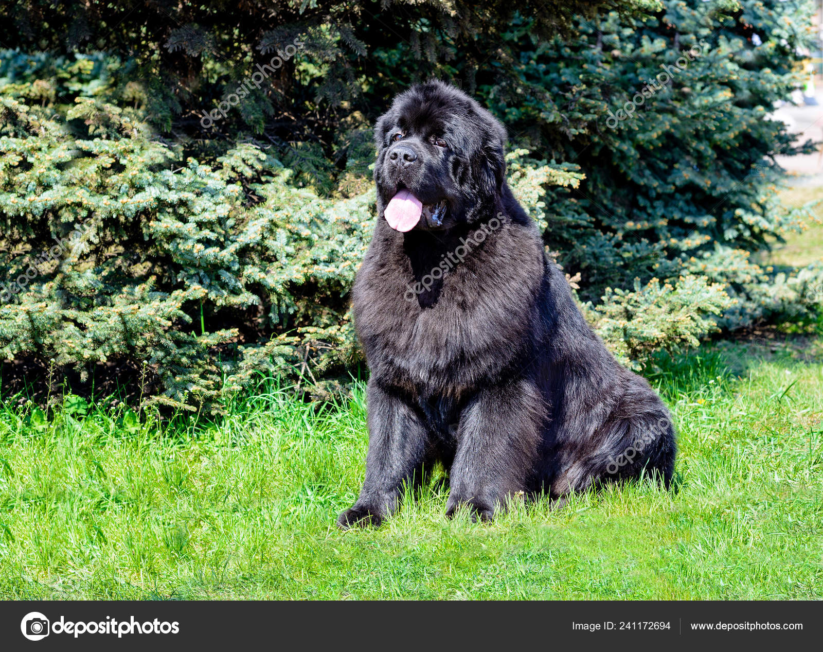 Is The Russian Newfoundland Dog Extinct