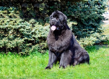 Parkta çim Newfoundland açıktır.