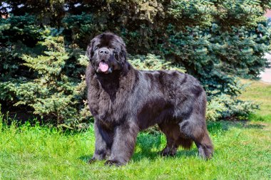 The  Newfoundland  is on the grass in the park. clipart