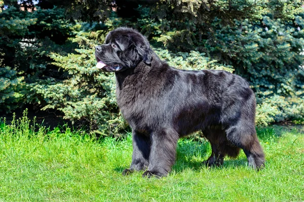 Terre Neuve Est Sur Herbe Dans Parc — Photo