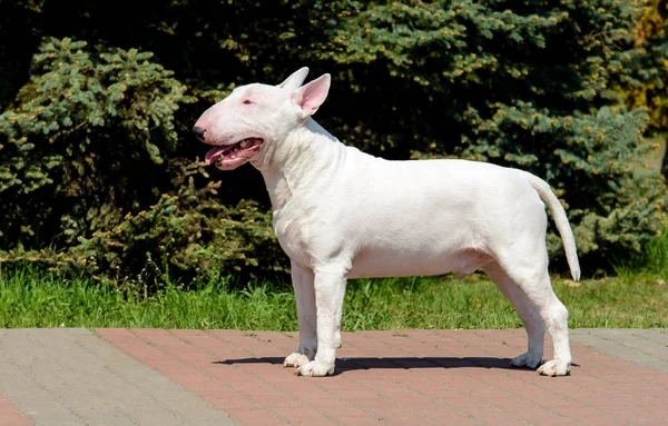 Bull Terrier Branco Está Parque — Fotografia de Stock