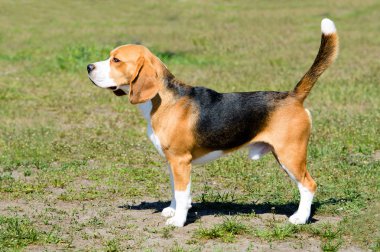 Profil Beagle. Tricolor Beagle parkta çim üzerinde duruyor.