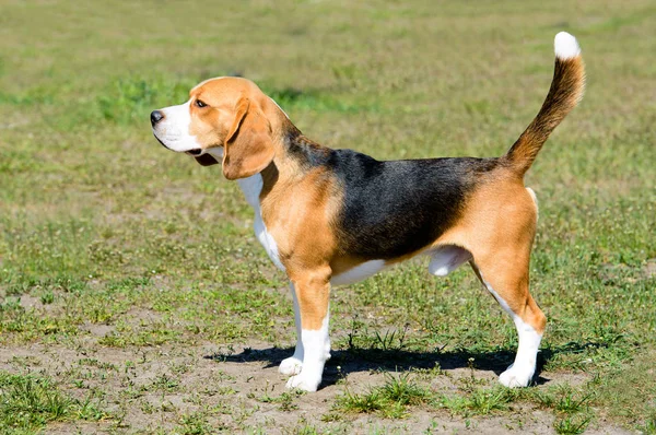 Beagle Προφίλ Beagle Τρίχρωμη Σημαία Υψώνεται Στο Γρασίδι Στο Πάρκο Royalty Free Φωτογραφίες Αρχείου