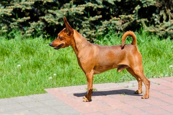 Μινιατούρα Pinscher Είναι Στο Πάρκο — Φωτογραφία Αρχείου