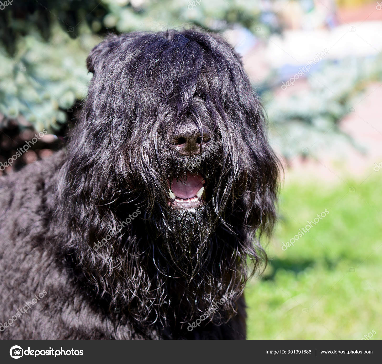 Bouvier Des Flandres Portrait Bouvier Des Flandres City Park
