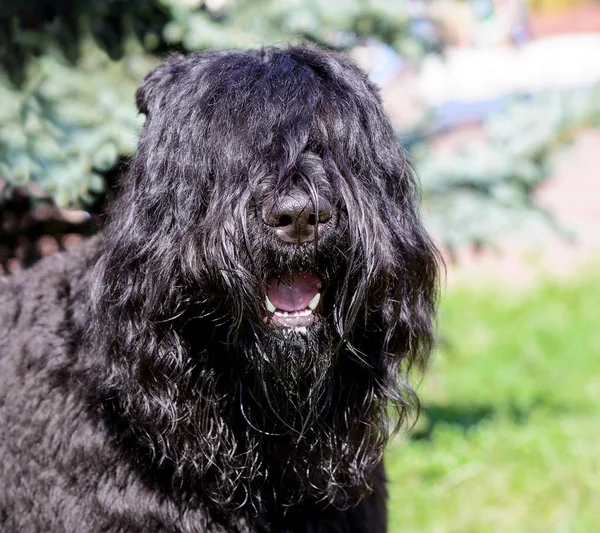 Bouvier des Flandres portresi. Bouvier des Flandres şehir parkında.