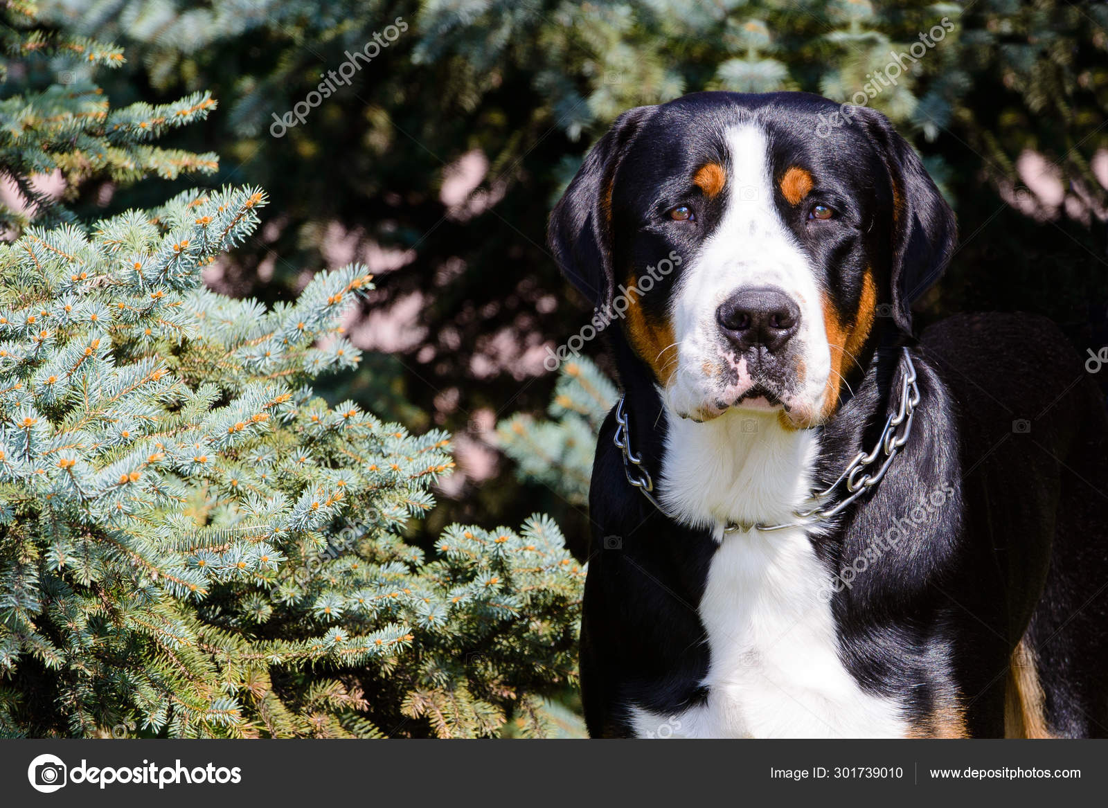 bernese mountain dog collar