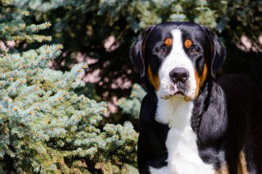 Büyük İsviçre Dağ Köpeği portresi. Büyük İsviçre Dağ Köpeği şehir parkında.