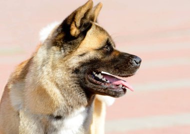 Amerikan Akita kenara bakıyor. Amerikan Akita şehir parkında.