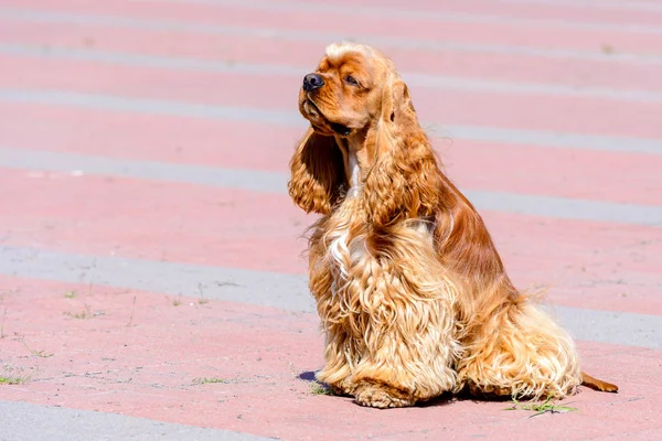 Asiento Cocker Spaniel Perfil Cocker Spaniel Está Parque Ciudad — Foto de Stock