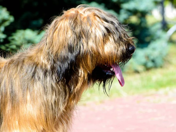 Retrato Briard Briard Fica Parque — Fotografia de Stock