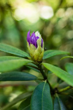 Mor Karadeniz ormangülü (Rhododendron mor - Latince) Bahçe, başlangıçta çiçeği, Berlin, Almanya