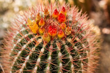 Kaktüs (Latince Ferocactus piliferus). Kaktüs çiçek açması. Yukarıdan görüntüleyin. Berlin Botanik Bahçesi, Almanya.
