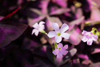 Çiçek arka plan. Çiçek Oxalis triangularis (mor yonca). Yukarıdan görüntüleyin. Berlin Botanik Bahçesi, Almanya'nın çiçek açması.