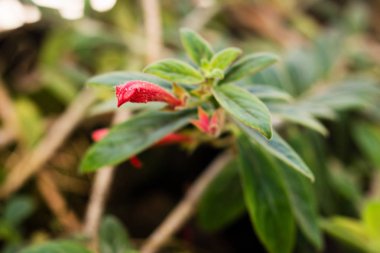 Kırmızı çiçekler closeup (Latince Peperomia perciliata). Berlin Botanik Bahçesi, Almanya'nın çiçek açması.