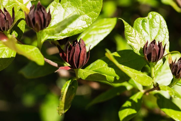 Common Sweetshrub Calycanthus Floridus Latin Berlin Botanic Garden Germany Floral — Stock Photo, Image