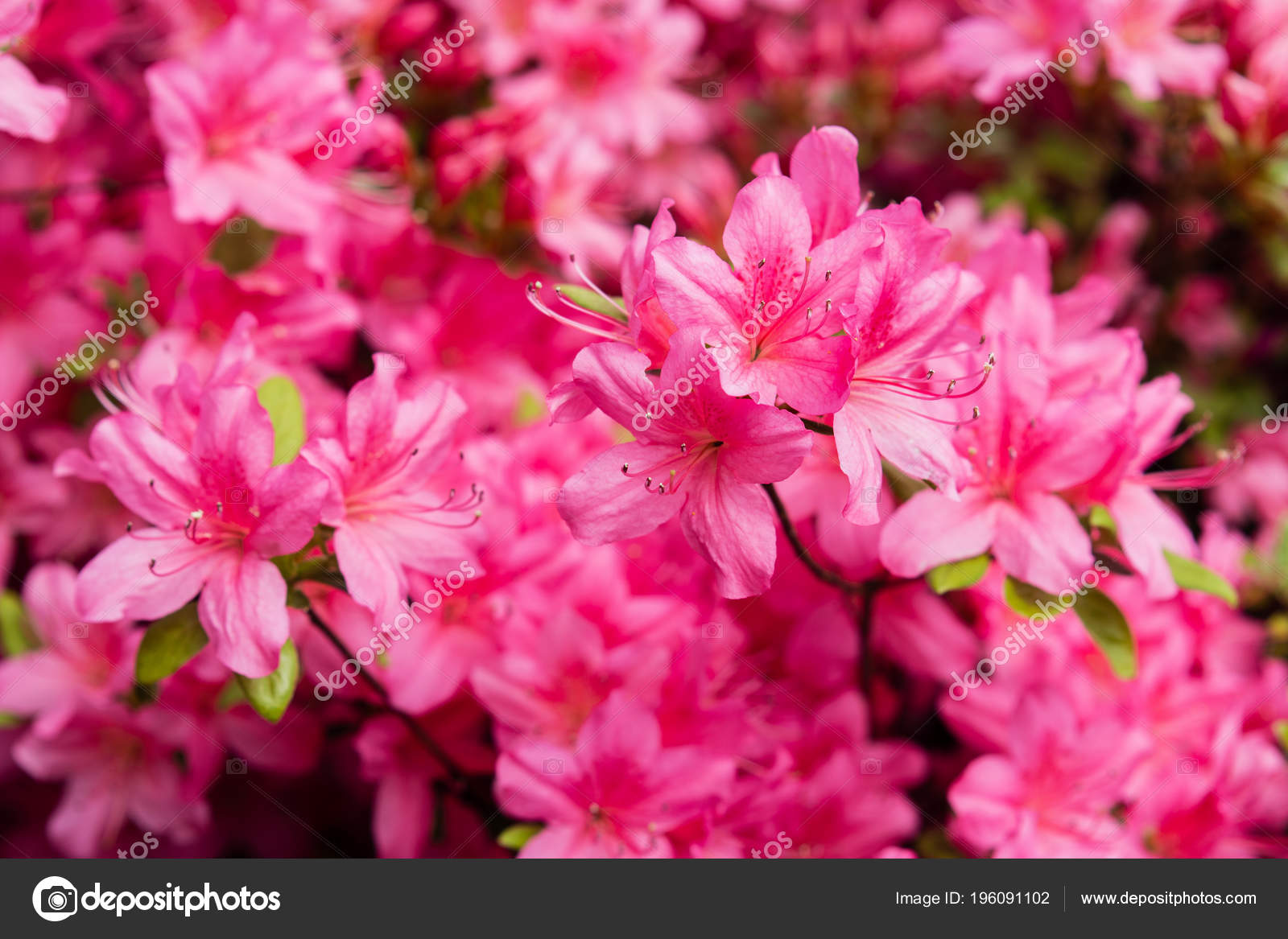 Pink Pontic Rhododendron Rhododendron Ponticum Latin Garden
