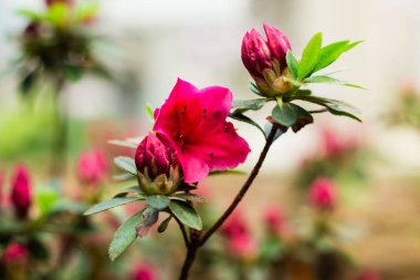 Mor ormangülü (Rhododendron simsii - Latince) zamanında Bahçe, çiçek, Berlin, Almanya