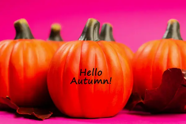 秋季背景 橙色南瓜与红色干橡树叶粉红色背景 文本你好秋季 — 图库照片