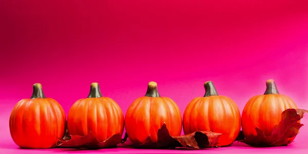 Vacaciones Halloween Fondo Otoño Calabazas Naranjas Con Hojas Roble Secas — Foto de Stock