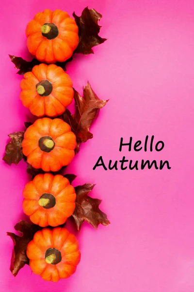 Autumn Background Orange Pumpkins Red Dried Oak Leaves Pink Background — Stock Photo, Image