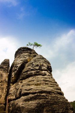 Kaya oluşumları Elbe Kumtaşı Dağları Saxony, Almanya için Bastei köprü etrafında. Kayanın üzerinde tek başına duran ağaç.