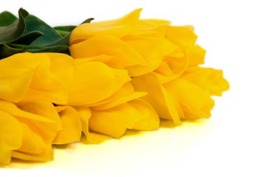 Bahar kavramı. Beyaz arka plan üzerinde izole Sarı laleler buket. Anneler günü ya da 8 Mart şenlikli Tema. Yakın çekim.