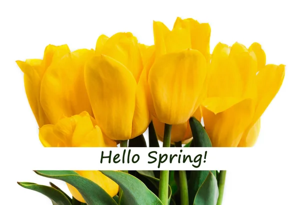春のコンセプトです 白い背景に分離された黄色のチューリップの花束 母の日や 月お祝いテーマの第 本文こんにちは春クローズ アップ — ストック写真