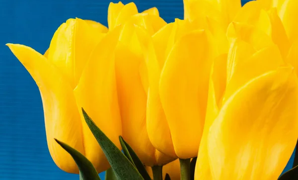 Весенняя Концепция Букет Желтых Тюльпанов Синем Фоне День Матери Праздничная — стоковое фото