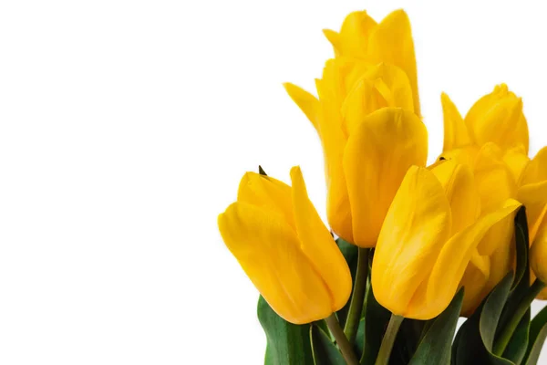 Весенняя Концепция Букет Желтых Тюльпанов Изолирован Белом Фоне День Матери — стоковое фото