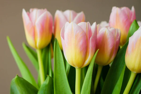 El ramo de tulipanes rosados (coral) sobre fondo pastel — Foto de Stock