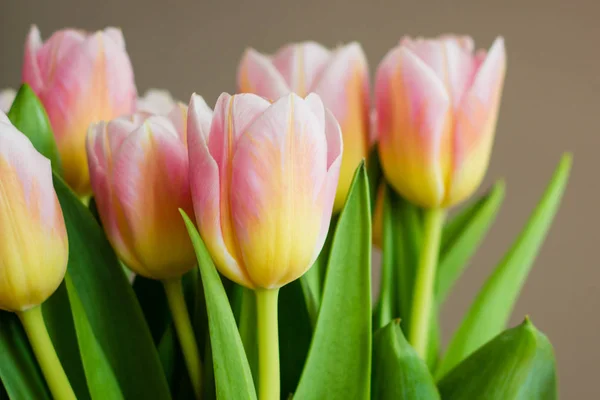 El ramo de tulipanes rosados (coral) sobre fondo pastel — Foto de Stock