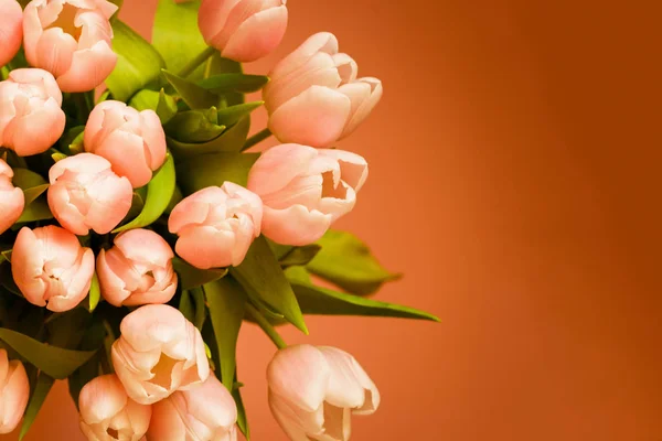 El ramo de tulipanes rosados (corales) sobre fondo coralino — Foto de Stock